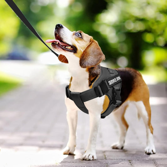 Seler til servicehunde