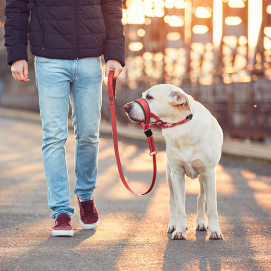 Hunde Muzzle Åndbart Nylon