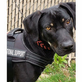 Seler til servicehunde