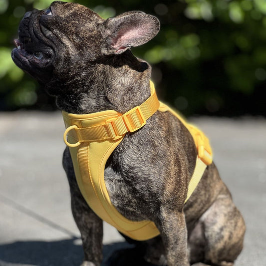 Udtræks- og Trækfrit Åndbart Hundesele med 3 Fæstepunkter